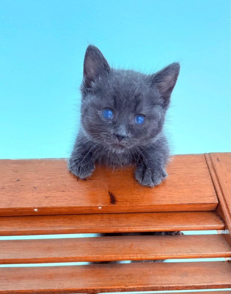 8 Weeks Special Grey Blue Eyes Cute Kitten 