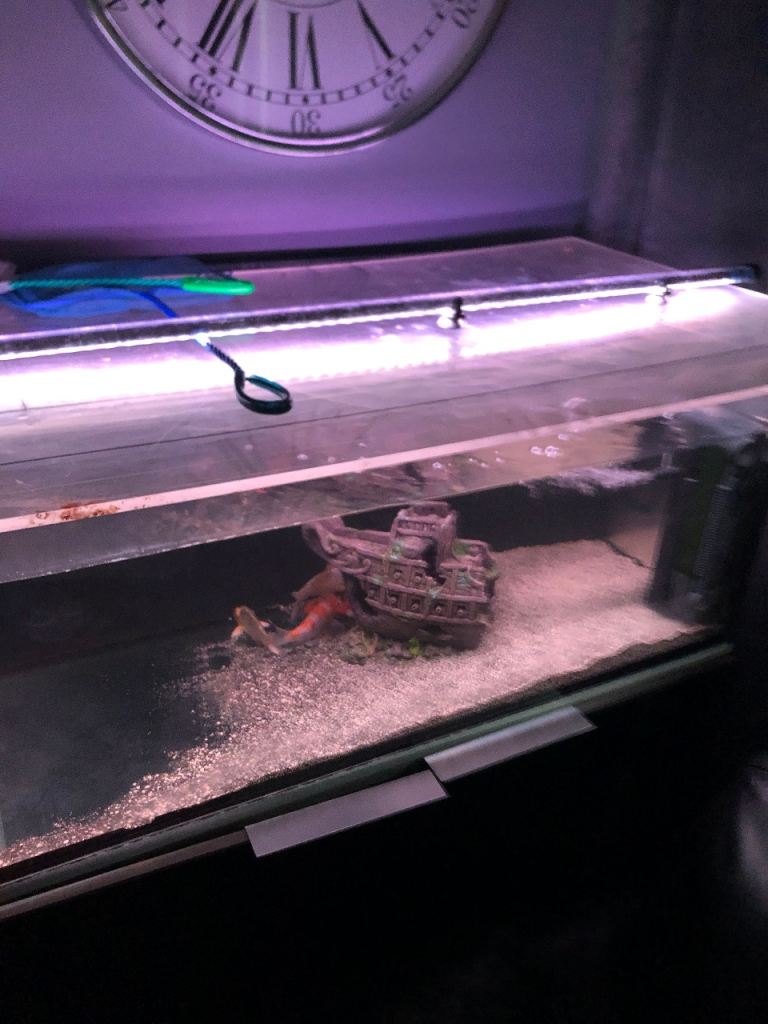 Fish tank 