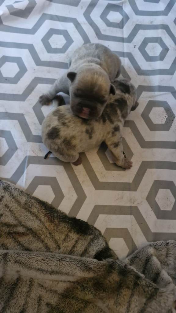 ⭐️2 Gorgeous French bulldog pups⭐️