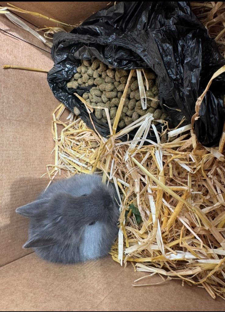 2 cute rabbits for sale