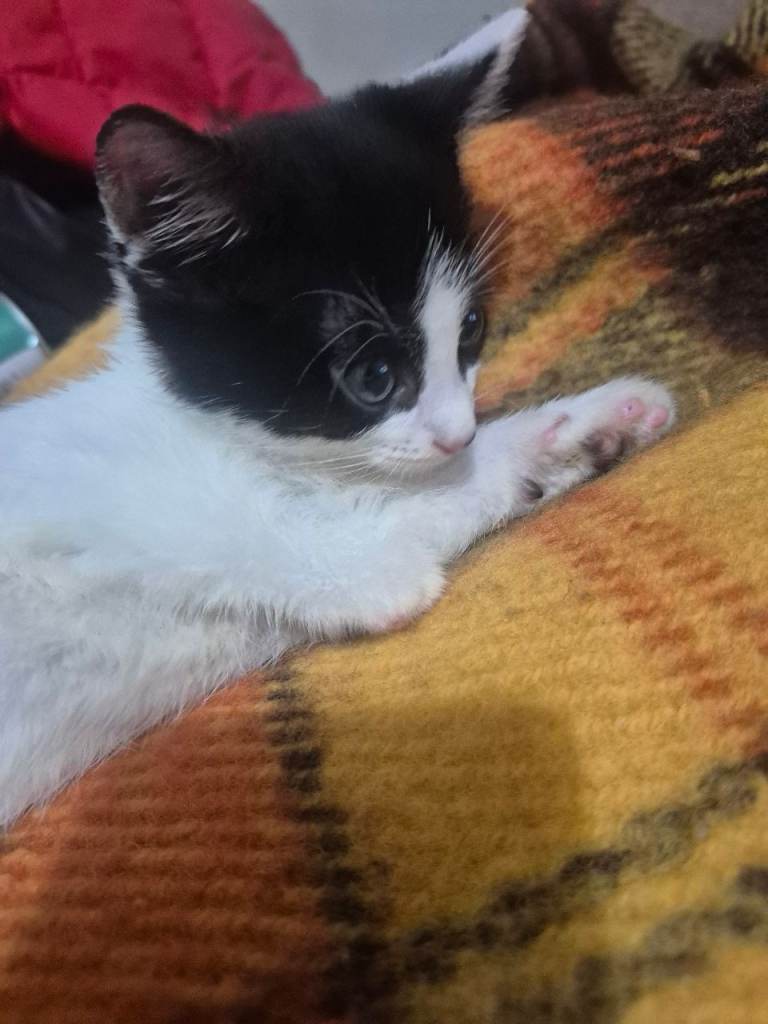 Adorable kitten for sale