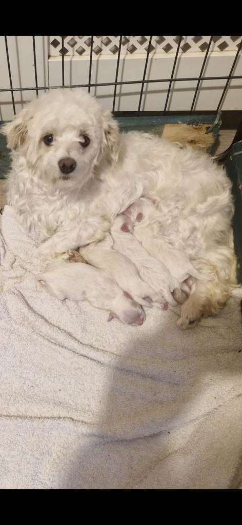 Beautiful litter of four Maltese puppies.