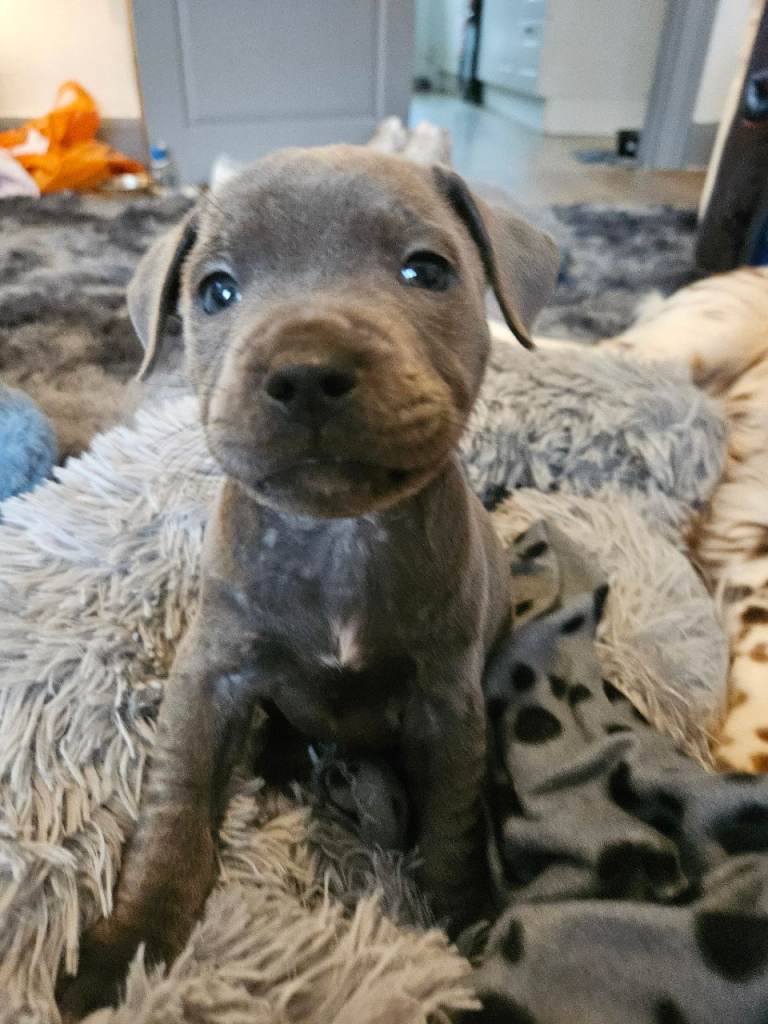Beautiful Blue Staffy Boy 