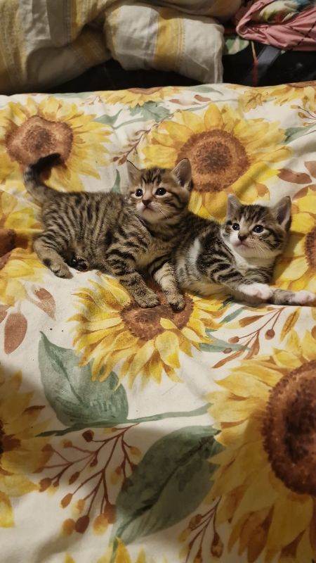 2 female kittens
