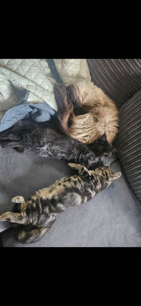 3 cats