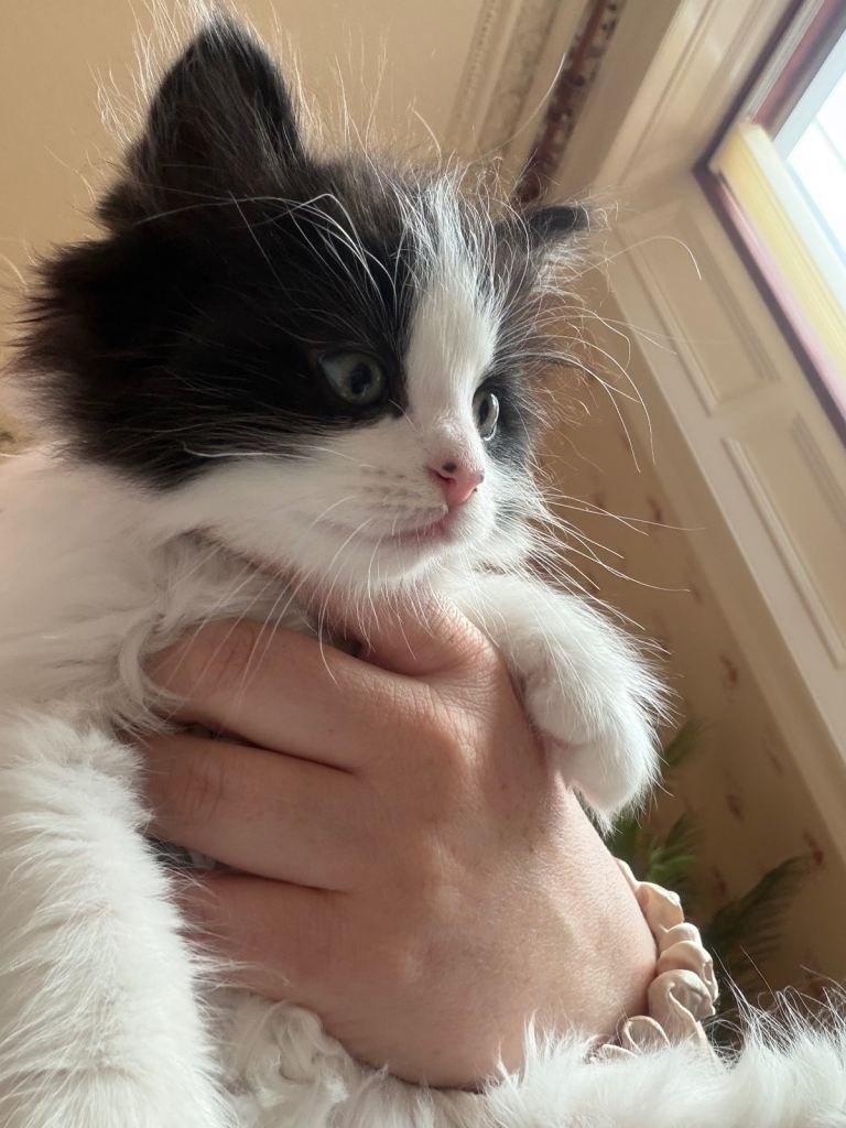 Ragdoll kittens 
