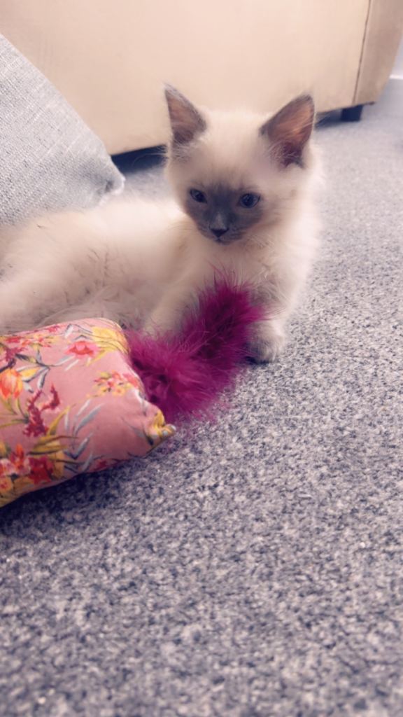 Beautiful Ragdoll kitten – playful & litter trained