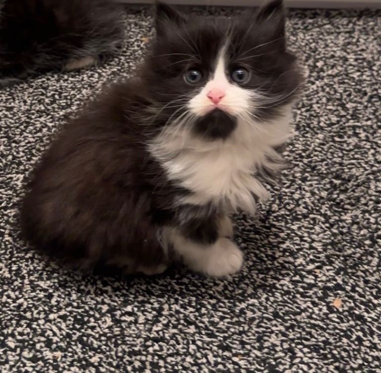 4 Kittens for sale