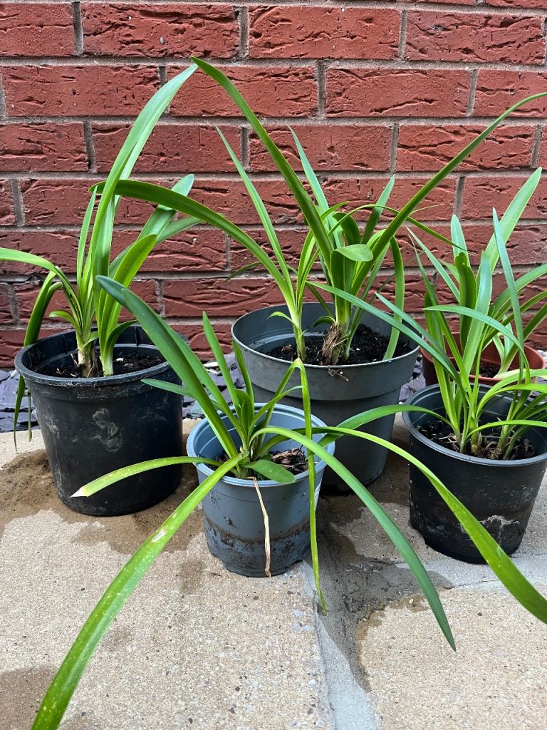 Agapanthus or African Lily Garden Plants