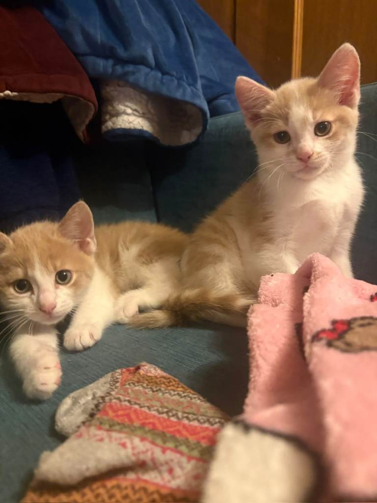 Beautiful multi coloured kittens 