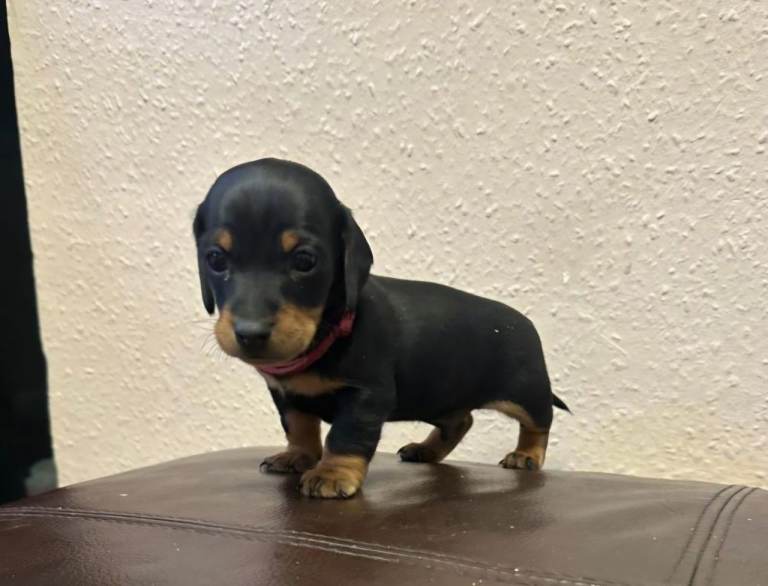 pedigree miniature dachshunds