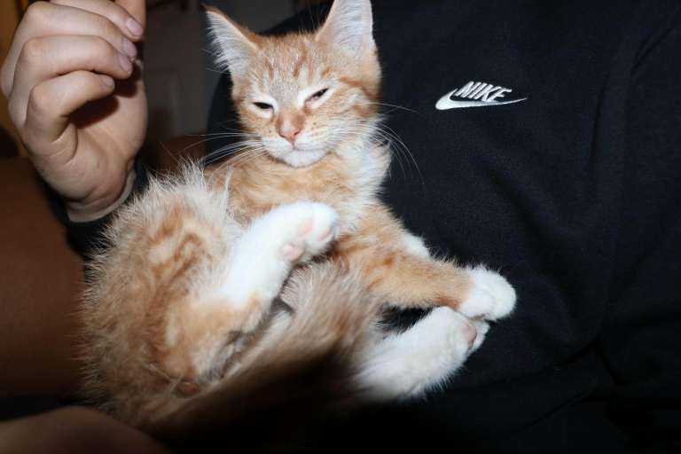 Maine Coon Boy 12 weeks 