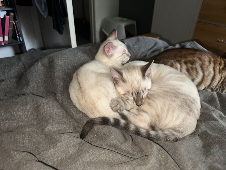 Snow bengals boys