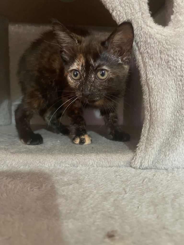 Kitten 9 week old 