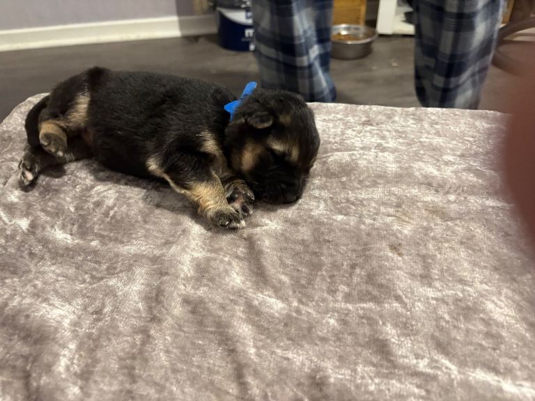 4 stunning German shepherd pups left ready now