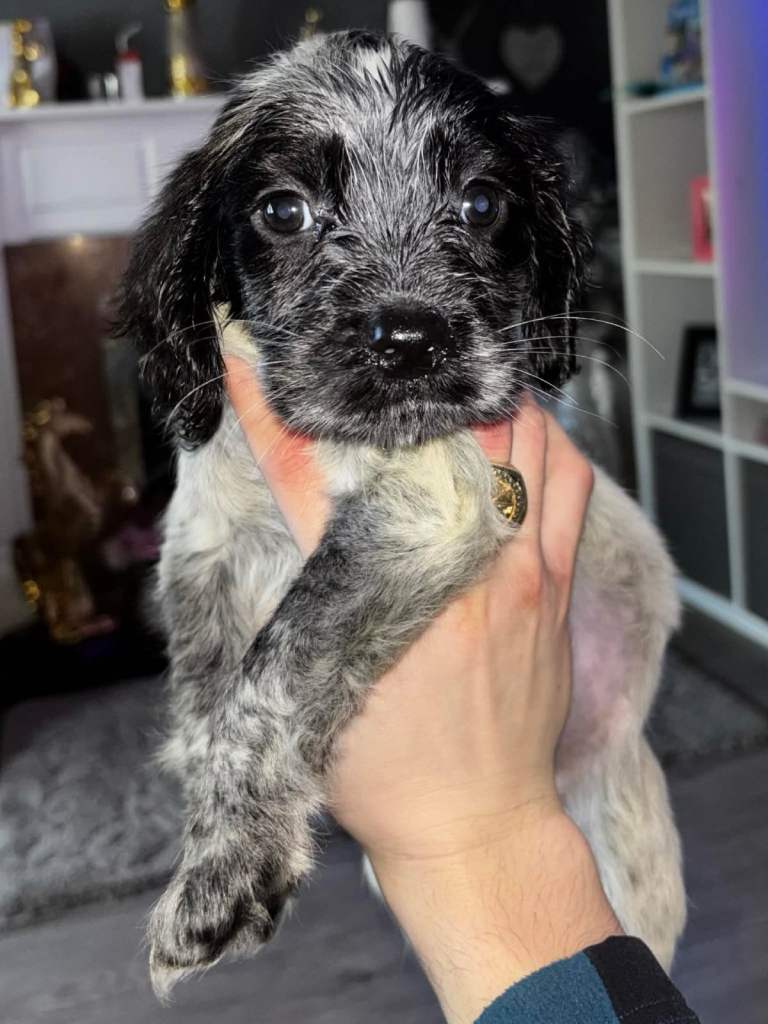 COCKER SPANIEL PUPPY BLUE ROAN