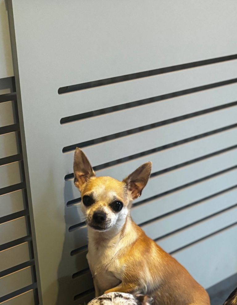 Chihuahua Looking for a Quiet, Loving Home 🐾 