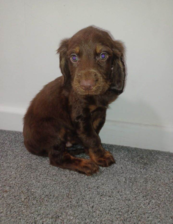2 beautiful cocker puppies ready to go