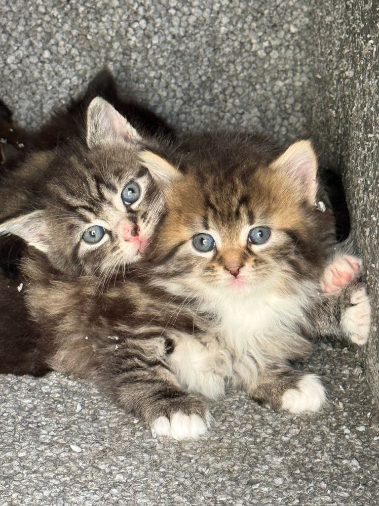 5 weeks old cat for sale 