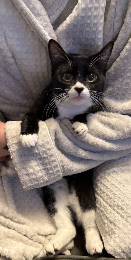 5 5 1/2 months cats ready for they’re forever homes