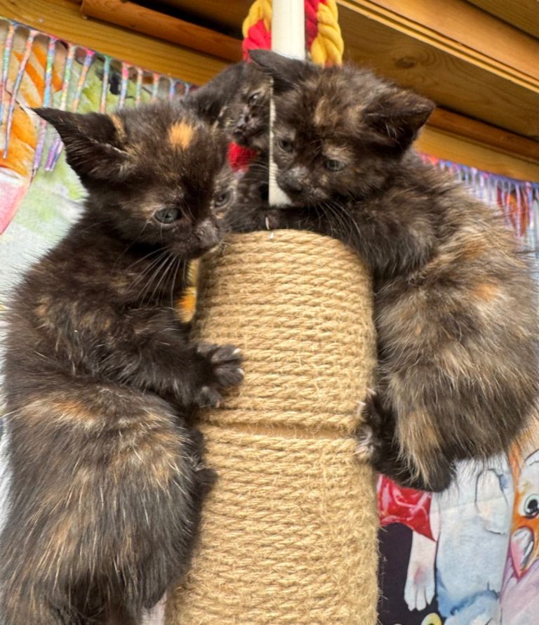 FLUFFY TORTIE FEMALE KITTENS TO RESERVE 