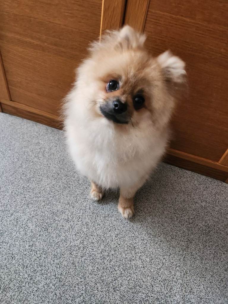 Golden pomeranian