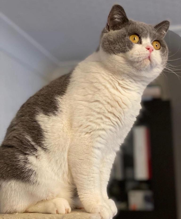 British Shorthair bi coloured cat 5 years old 