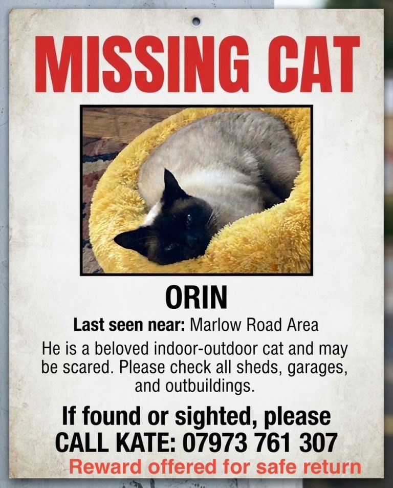Missing cat