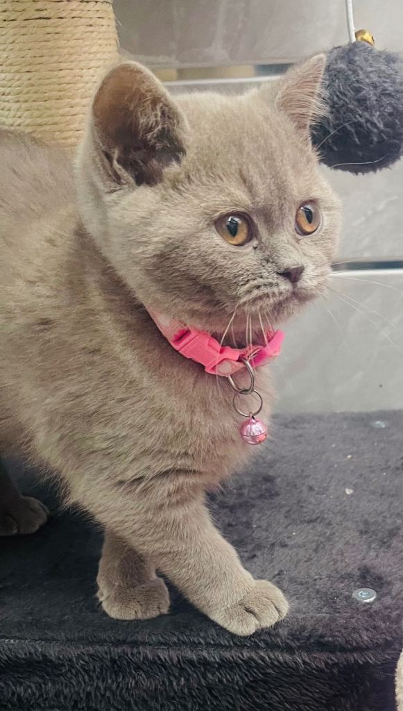LAST RARE Fawn Lilac British Shorthair Kitten 10 Weeks Old!