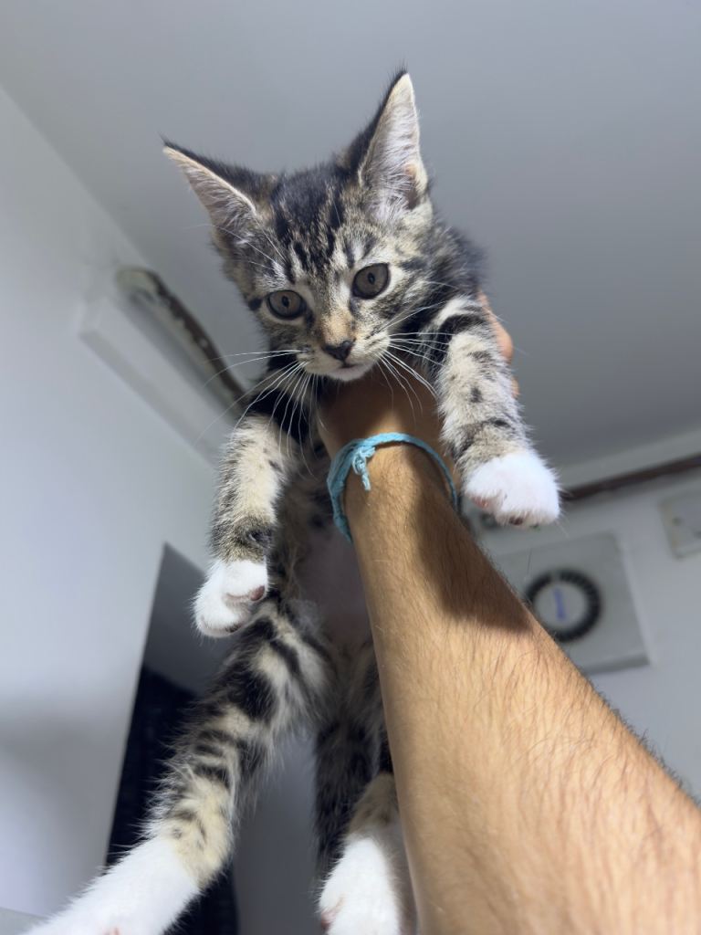 Tabby and white kitten