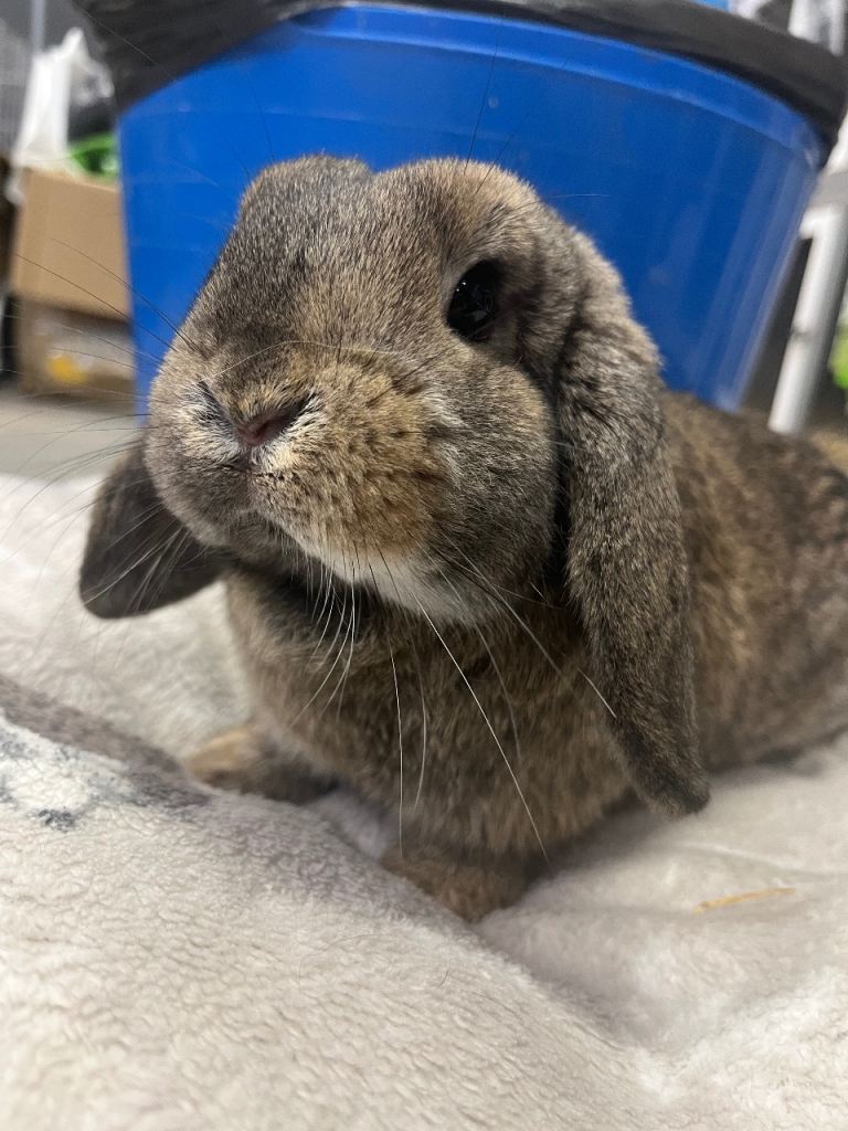 Mini Lop Bunnies