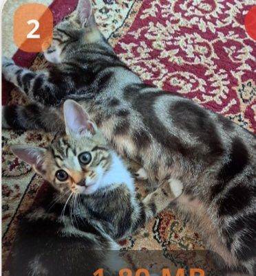 Female - An American short hair breed