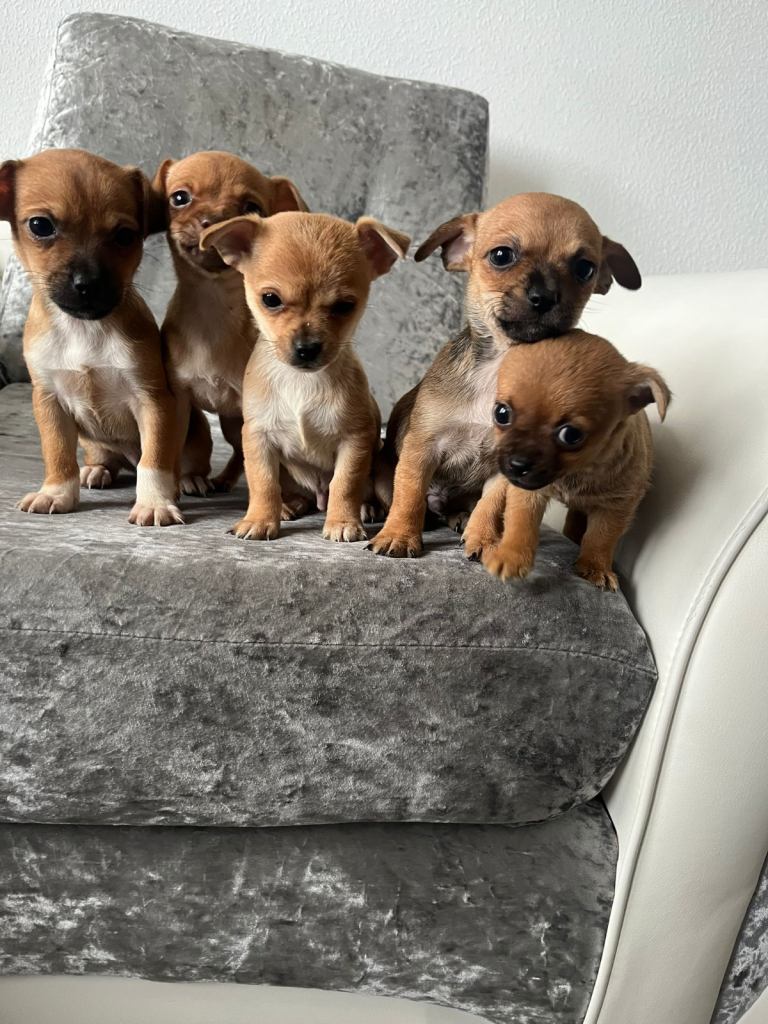Chihuahua puppies 
