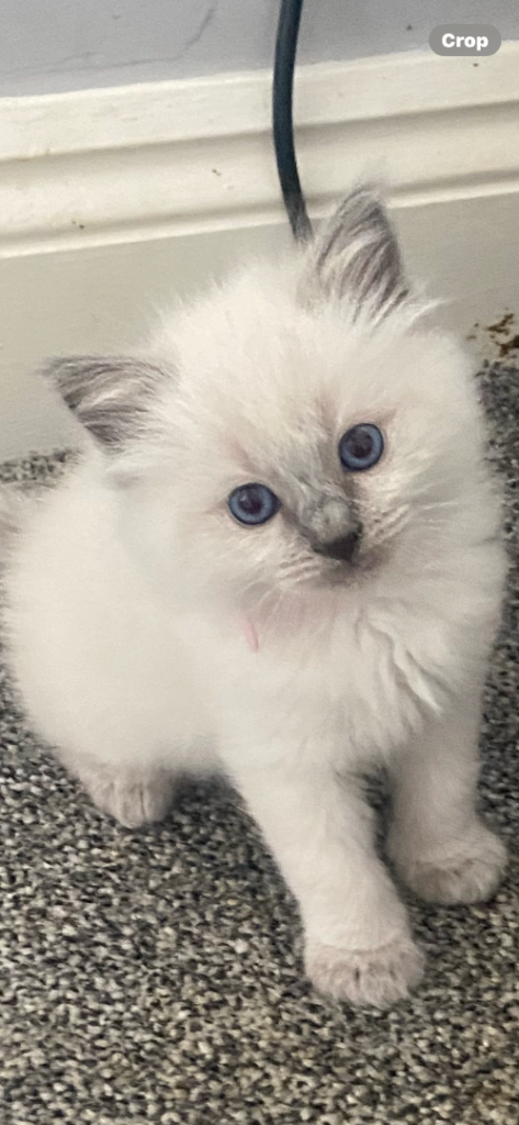 1 girl now available 