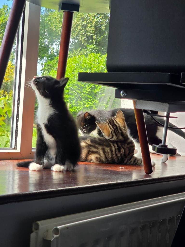 2 black and white kittens