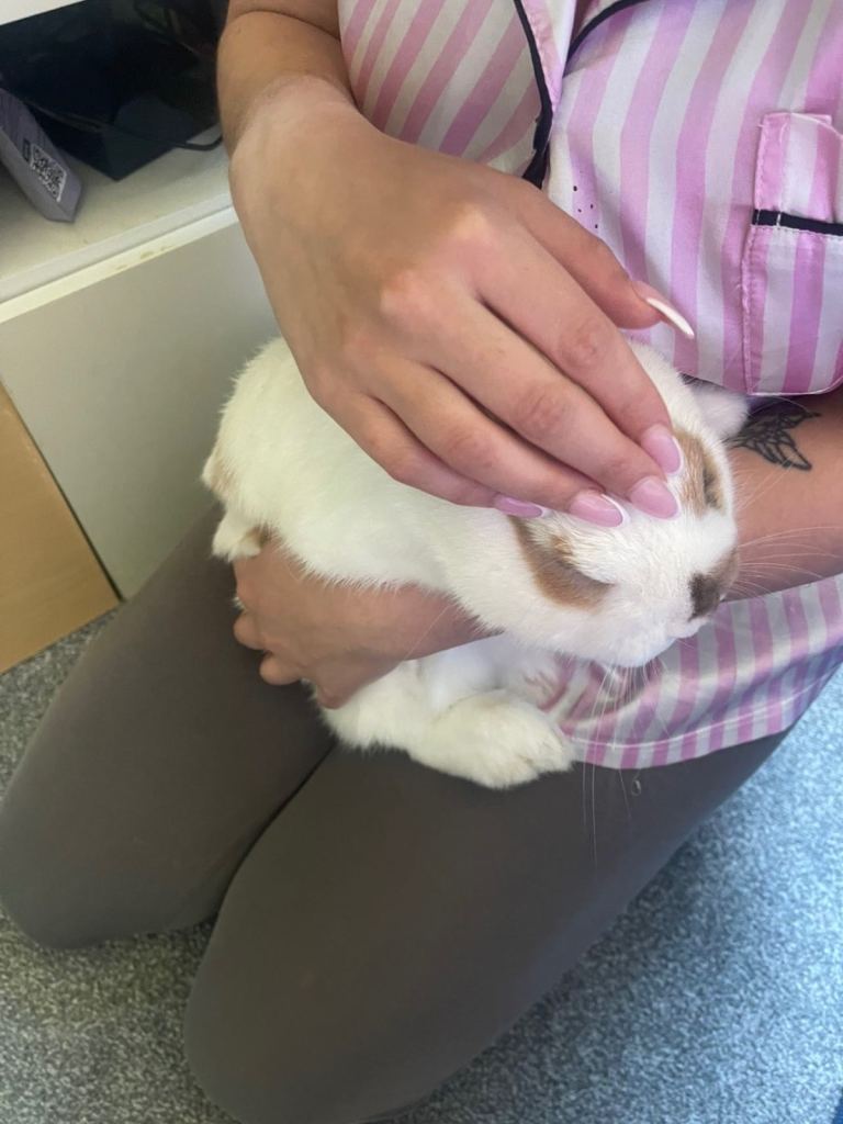 Male rabbit for sale 