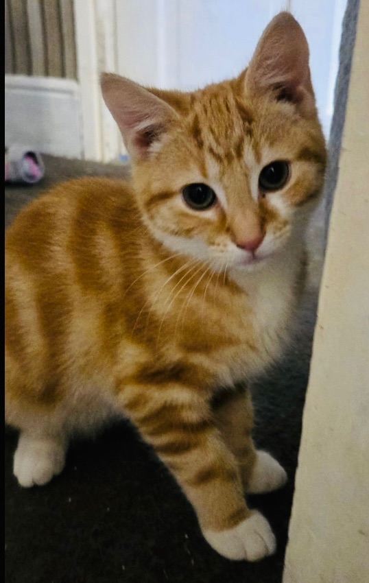 Gorgeous pair of Ragdoll x Bengal kittens ready for new homes 