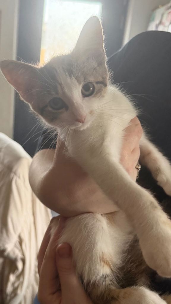 13 weeks kittens 