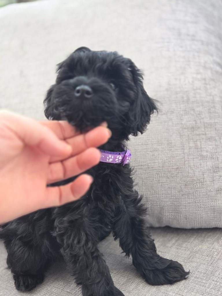 Toy cockapoo pups