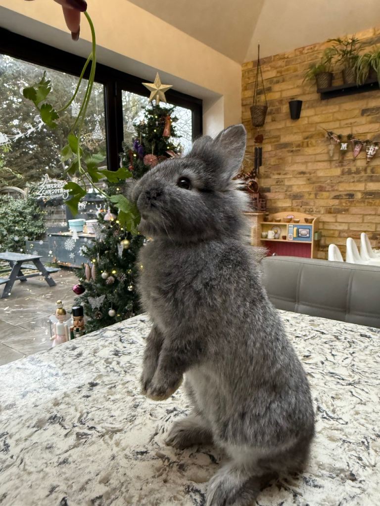 Baby Lionhead Rabbit 