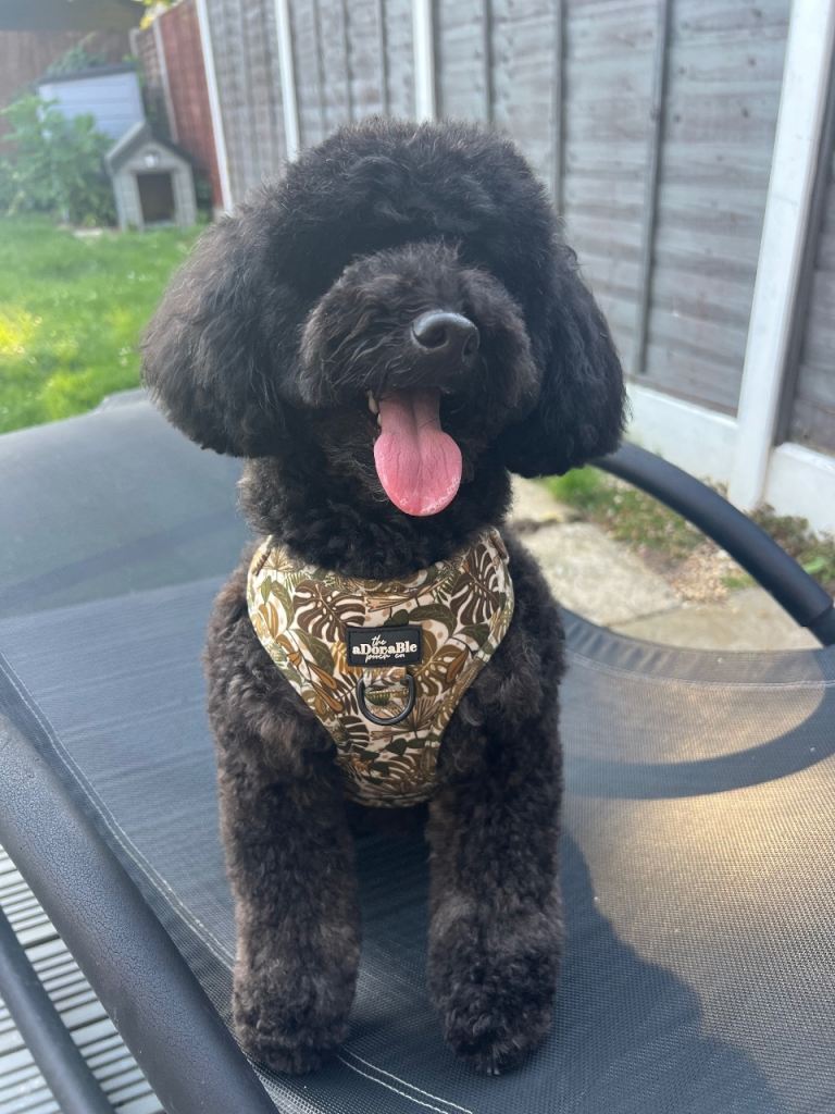 Black Toy Poodle (5yo) for Rehoming