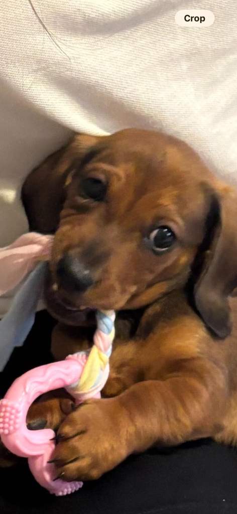 Biscuit,miniature tanned and black coloured dachshund