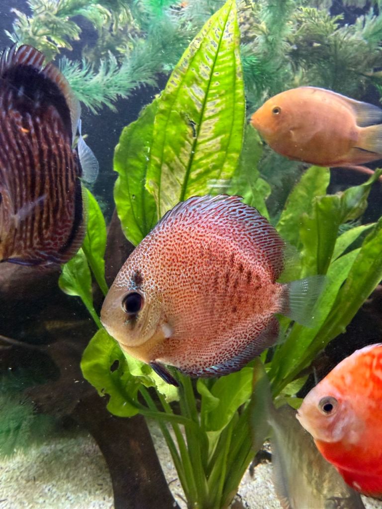 Discus fish
