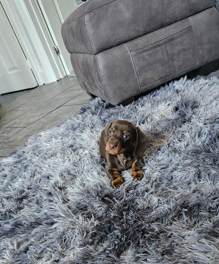 Dachshund male pup