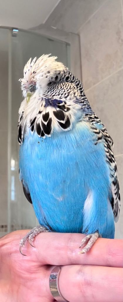 Rare Hand Reared Big Exhibition Budgie 