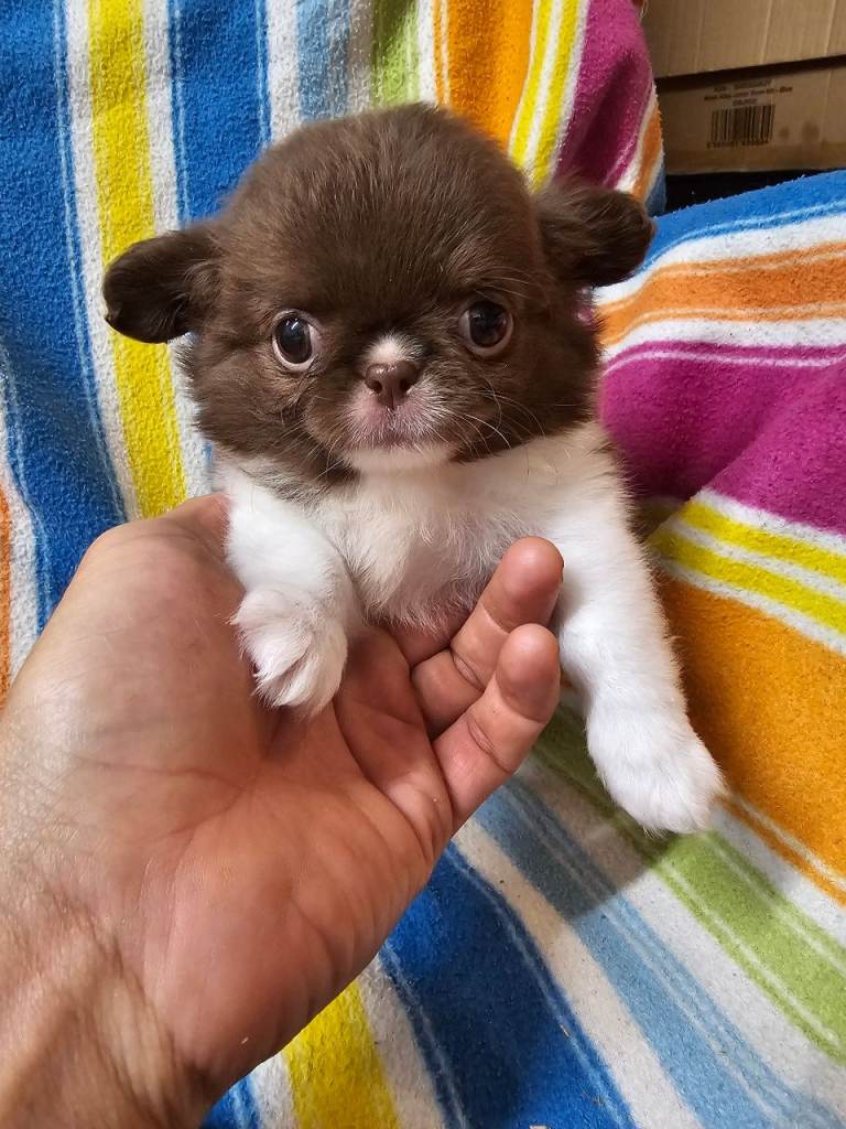 Beautiful long haired chihuahua puppies