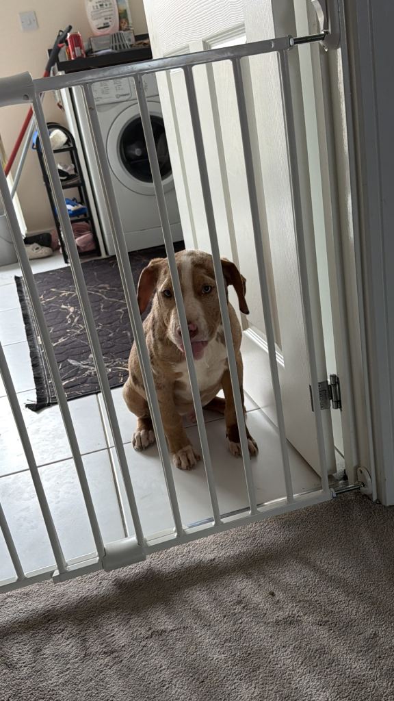 Met our beautiful dog diesel open to offers