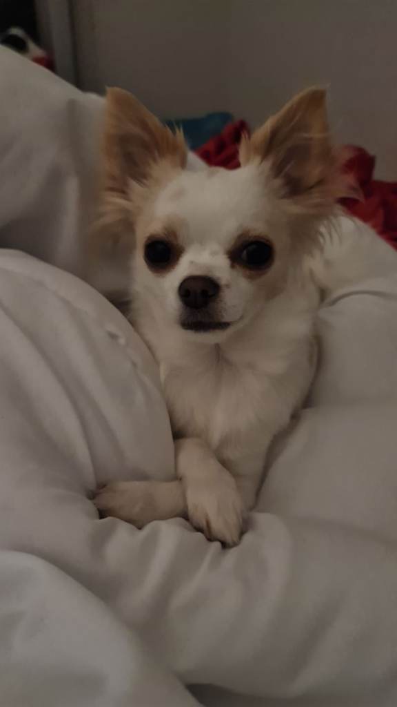 2 year old Chihuhaha 