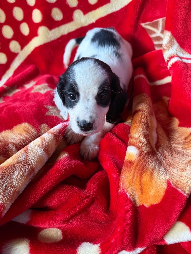 cocker poo x cocker spaniel puppies - 4 boys looking for loving homes ...