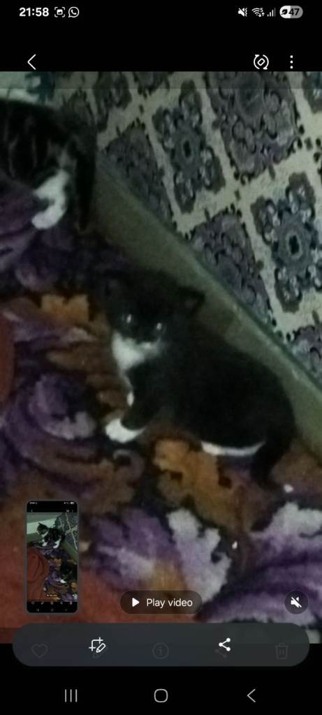 Kittens 